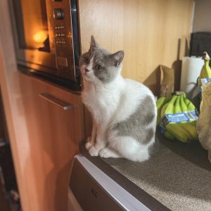 BRITISH SHORTHAIR KITTENS